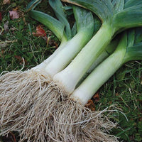 Leek allium porrum samen für aussaat