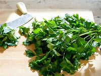 Leisure Cilantro Samen Coriandrum sativum Kraut and essbar Samen