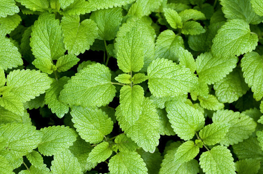 Zitrone Balm Melissa officinalis fragrant Kraut Samen for Aussaat