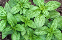Zitrone Basil white lavender Blumen attracting pollinators