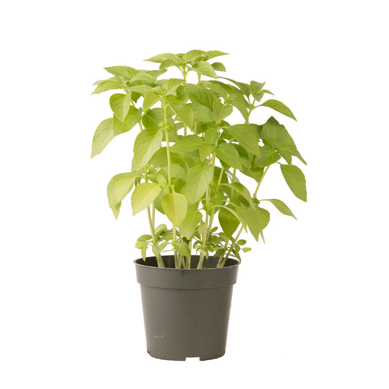 Mrs. Burns’ Zitrone Basil grown from Samen in sunny container gardens