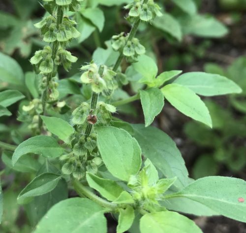 Zitrone Basil Samen producing citrus-scented Pflanzen
