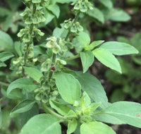 Zitrone Basil Samen producing citrus-scented Pflanzen