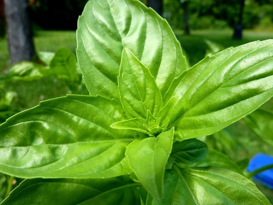 Zitrone Basil Samen Ocimum basilicum for Kraut gardens