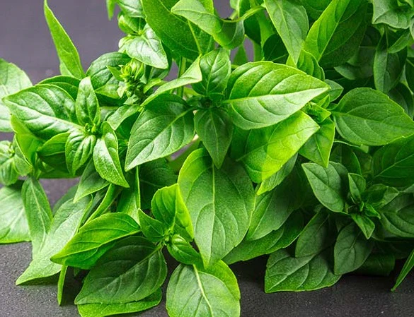 Zitrone Basil Samen Ocimum citriodorum ornamental Kraut