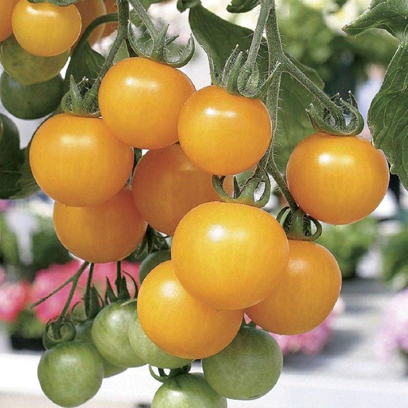 Lemon boy tomato samen für aussaat solanum lycopersicum
