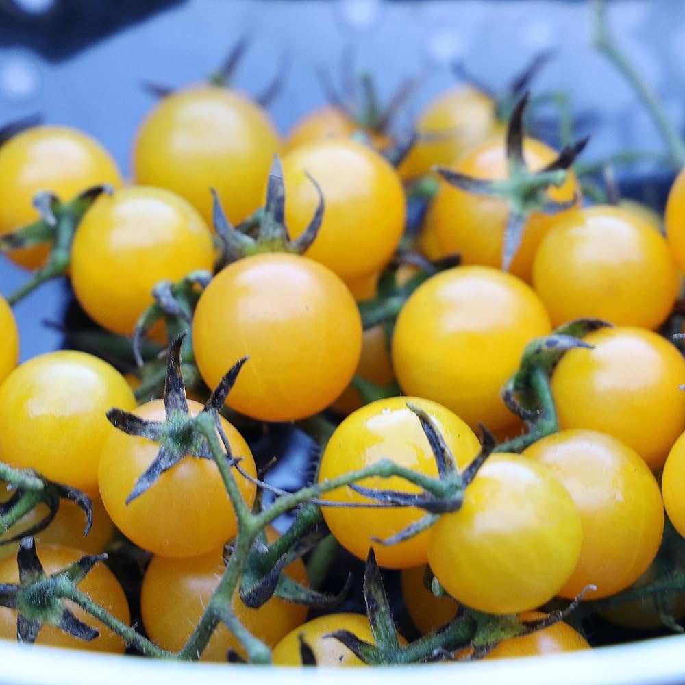 Lemon boy tomato pflanze wachsend in an urban garten container