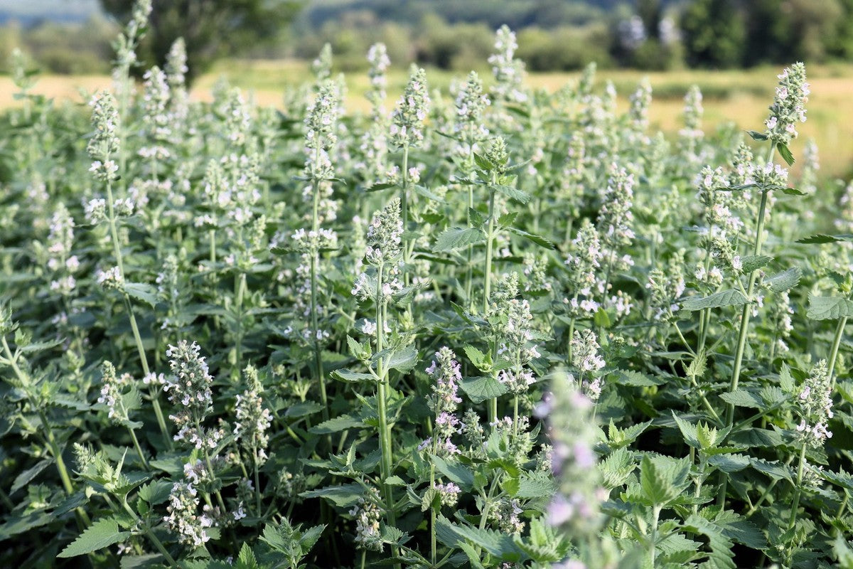 Aromatic foliage of Zitrone Lemony Catnip Kraut