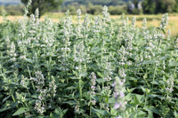 Aromatic foliage of Zitrone Lemony Catnip Kraut