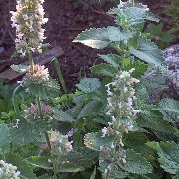 Zitrone Catnip Kraut Pflanze in bloom with white Blumen