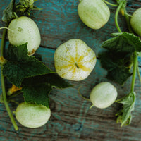 Lemon cucumber samen non-gmo traditionelle für aussaat