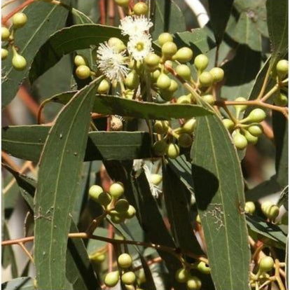 Zitrone Eucalyptus Samen Corymbia citriodora ornamental tree