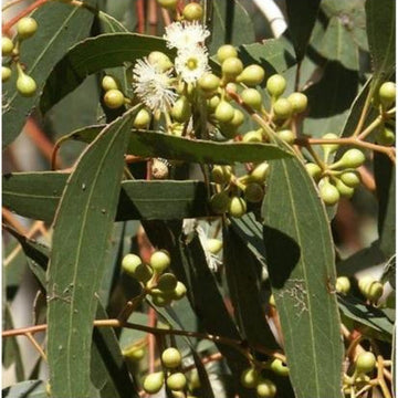 Zitrone Eucalyptus Samen Corymbia citriodora ornamental tree
