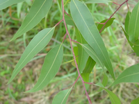 Young Zitrone Eucalyptus tree grown from Samen