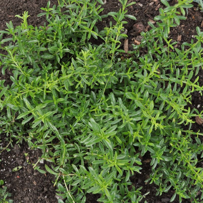 Zitrone Savory pale Blumen attracting pollinators