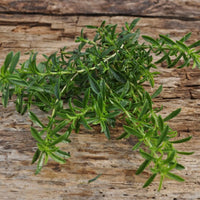 Zitrone Savory Samen Satureja citriodora ornamental Kraut