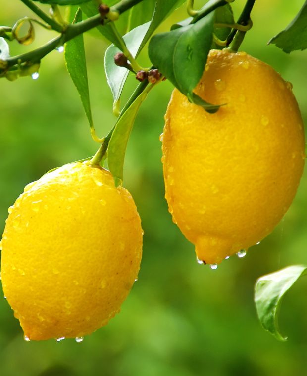 Non-gmo lemon samen für aussaat in home gardens