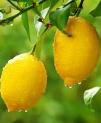 Non-gmo lemon samen für aussaat in home gardens