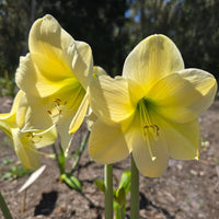Traditionssorte Hippeastrum Blumensamen zur Aussaat leuchtend Traditionssorte & ohne Gentechnik Samen Hausgarten