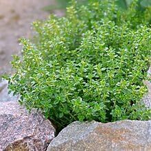 Close-Up of Zitrone Thyme Leaves with Citrus Fragrance