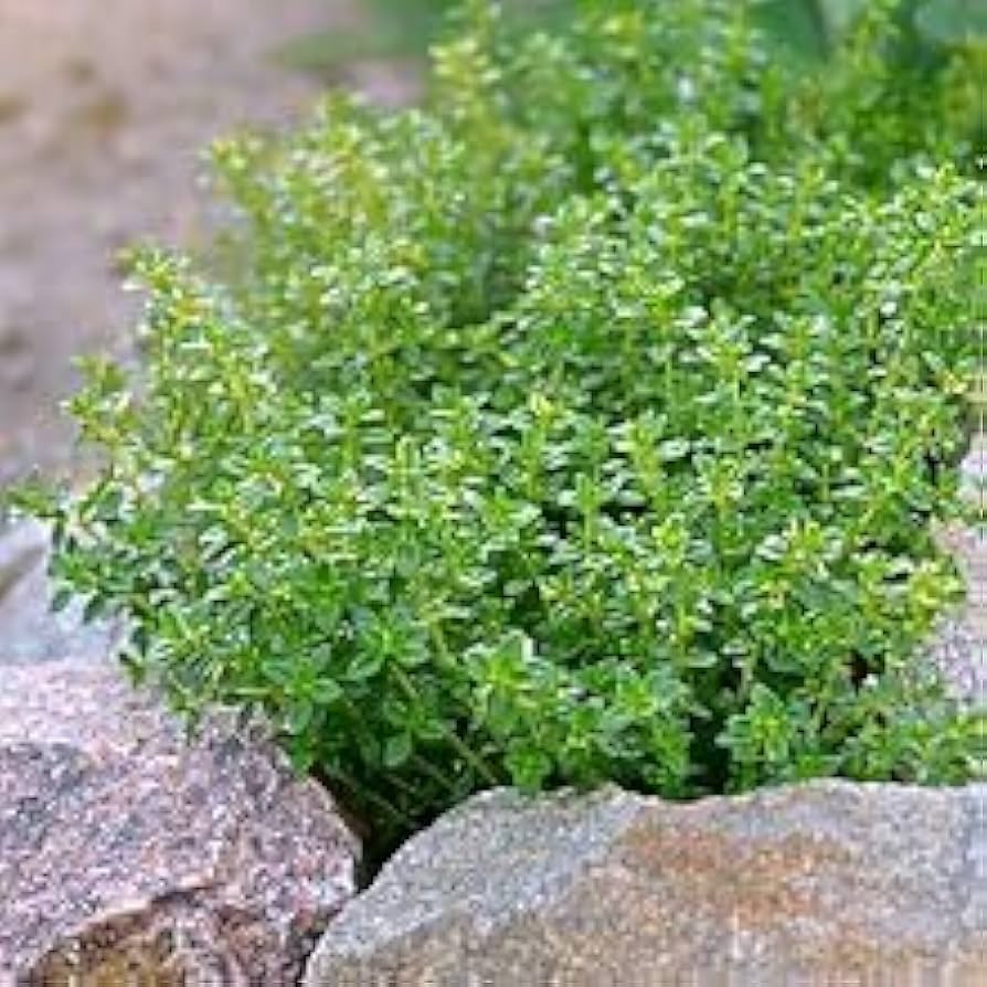 Zitrone Thyme Samen Germinating in Potting Soil