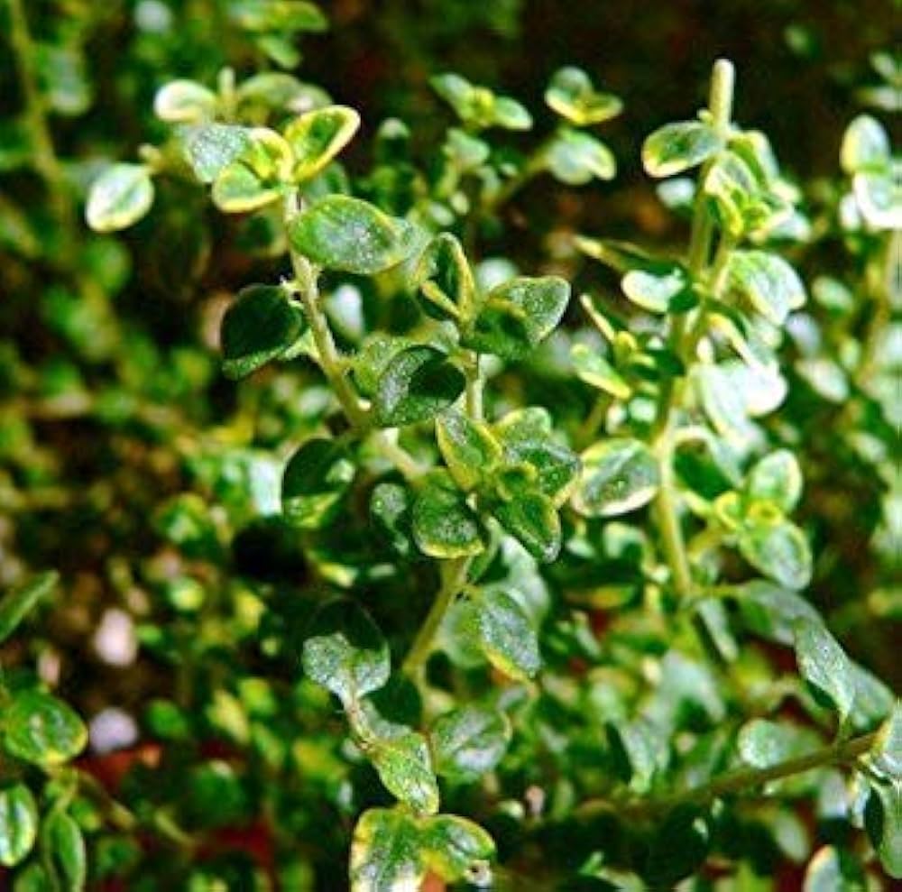 Zitrone Thyme pink Blumen attracting bees