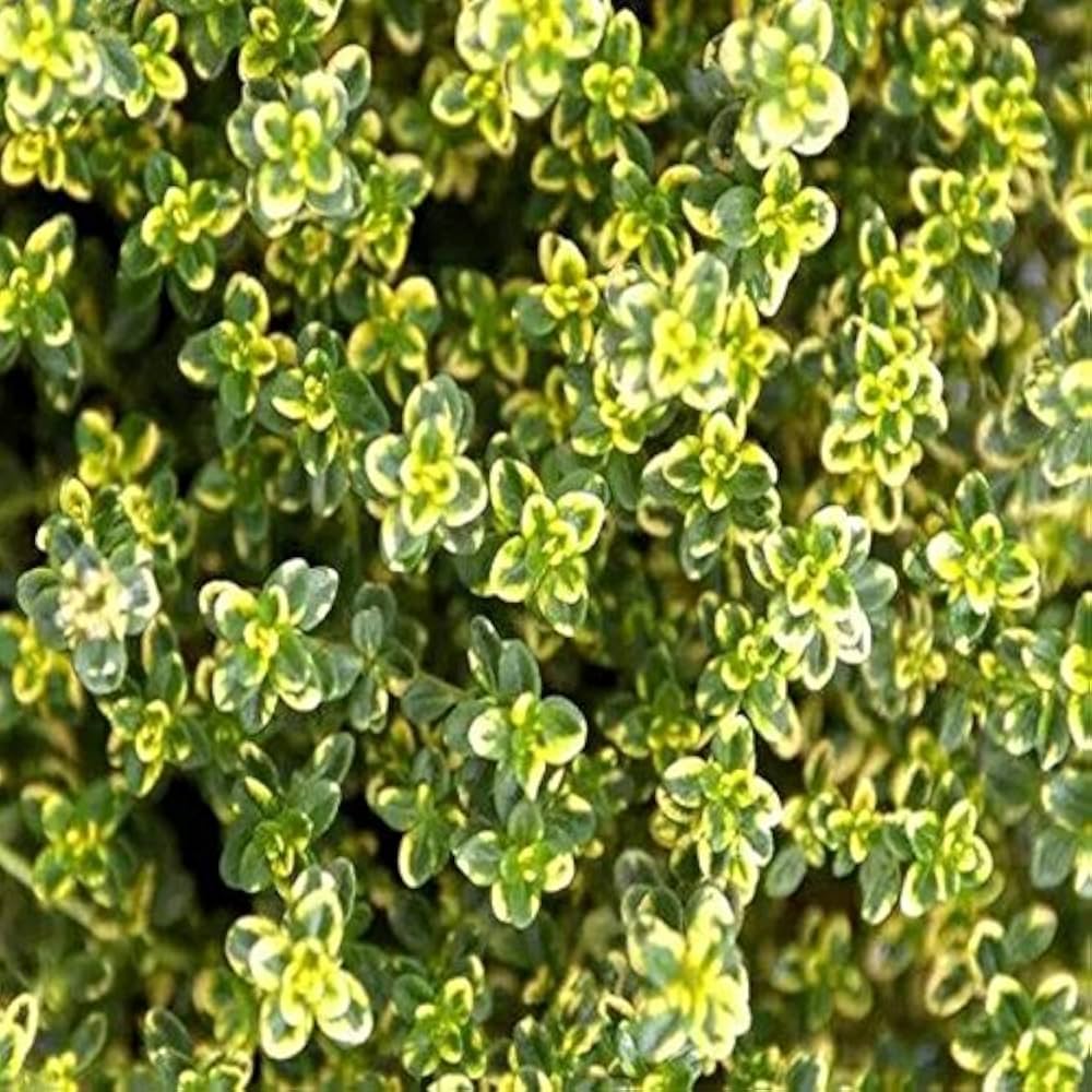 Zitrone & Thyme mix Blumen attracting bees and pollinators