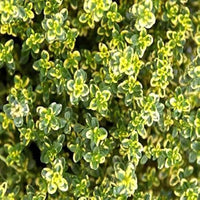 Zitrone & Thyme mix Blumen attracting bees and pollinators