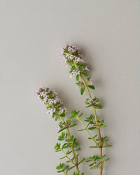 Young Zitrone Thyme Seedlings Anbau in Full Sun