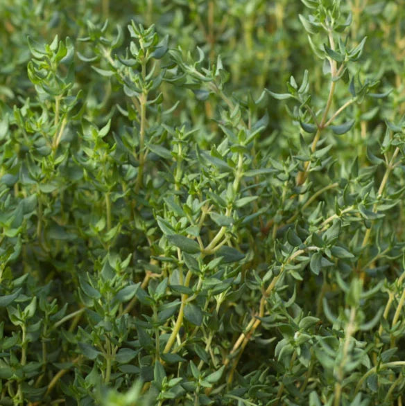 Healthy Zitrone Thyme Seedlings Anbau Indoors