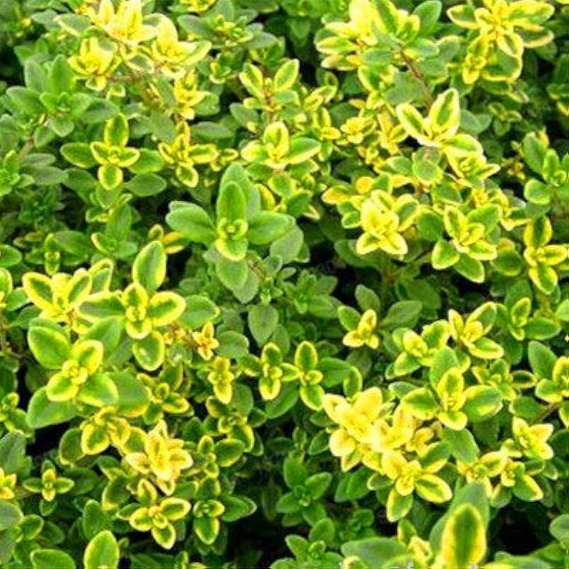 Zitrone Thyme Samen Thymus citriodorus ornamental Kraut
