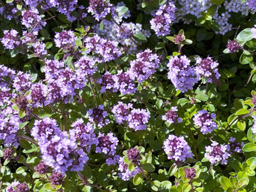 Zitrone Thyme Used as Ground Cover and Border Pflanze