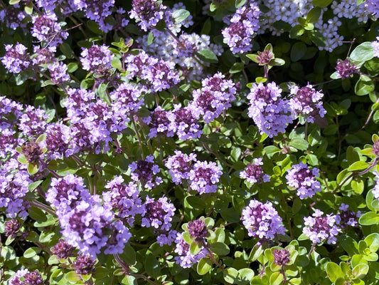 Zitrone Thyme Used as Ground Cover and Border Pflanze