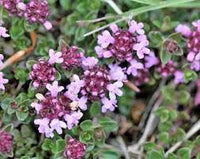 Zitrone Thyme Samen Germinating in Well-Drained Soil