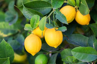 Aussaat guide für dark grüne lemon tree samen