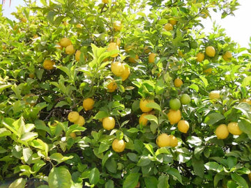 Lemon tree samen dark grüne variety für aussaat