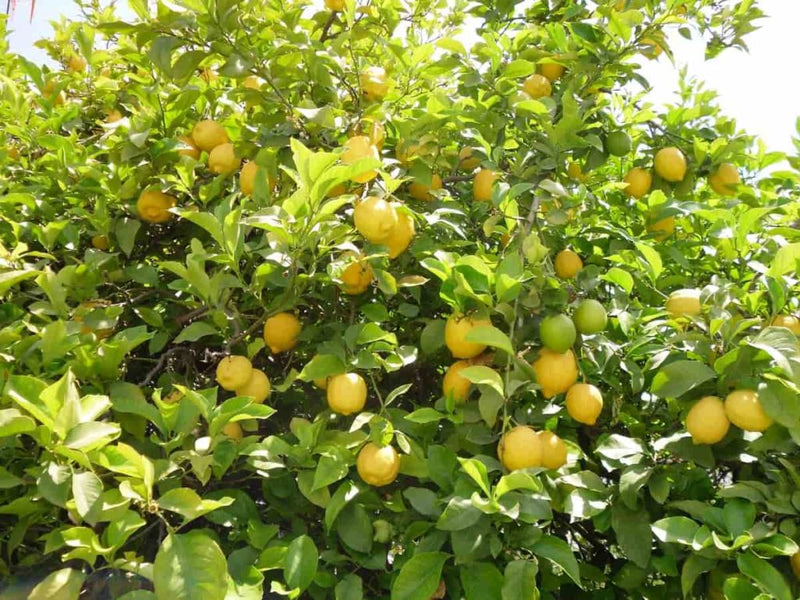 Lemon tree samen dark grüne variety für aussaat