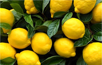 Young lemon tree wachsend in a garten container