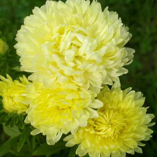 Lemon gelb aster blume samen for anpflanzung