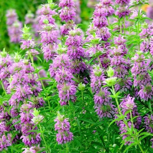 Violett Lemon Bee Blumensamen zur Aussaat Schnitt Blume beliebt Traditionssorte & ohne Gentechnik Samen Hausgarten