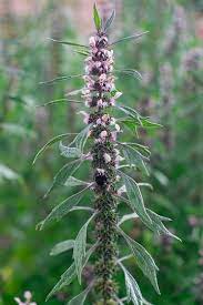 Leonurus cardiaca Anbau in full sun Garten bed