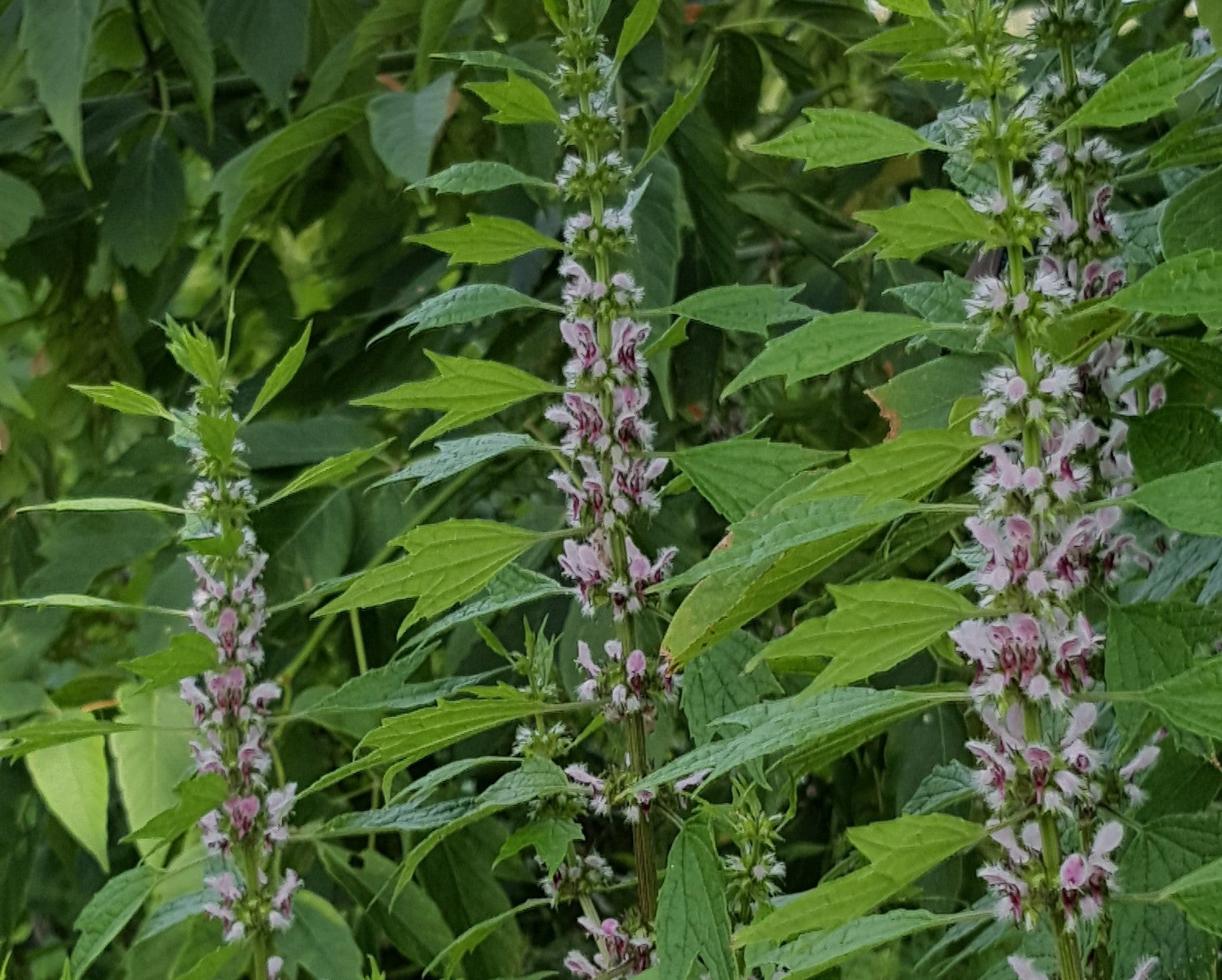 Motherwort wildflower border grown from perennial Samen
