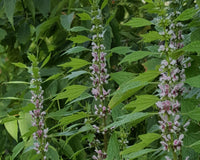 Motherwort wildflower border grown from perennial Samen