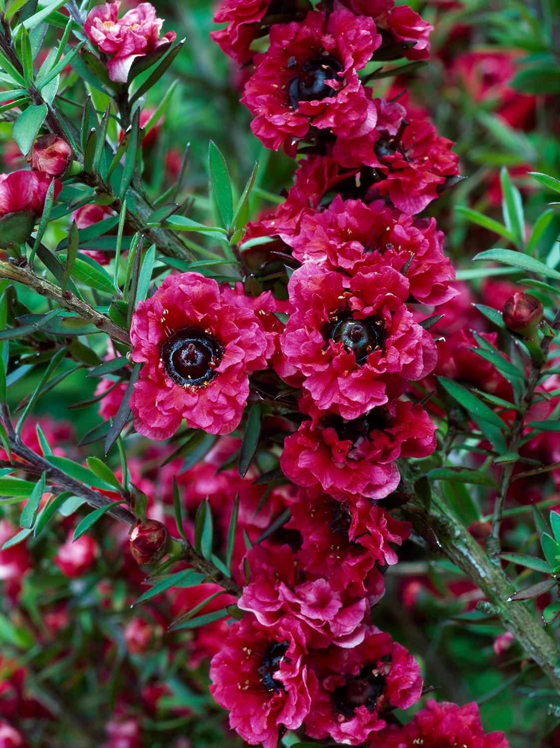 Rosa Manuka Honey Teatree Leptospermum Scoparium Blumensamen zur Aussaat – farbenfroh Schau – Traditionssorte & ohne Gentechnik Samen Hausgarten