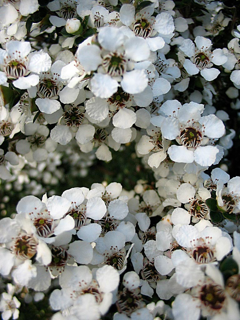 Leptospermum (leptospermum blume) samen for anpflanzung in home garten