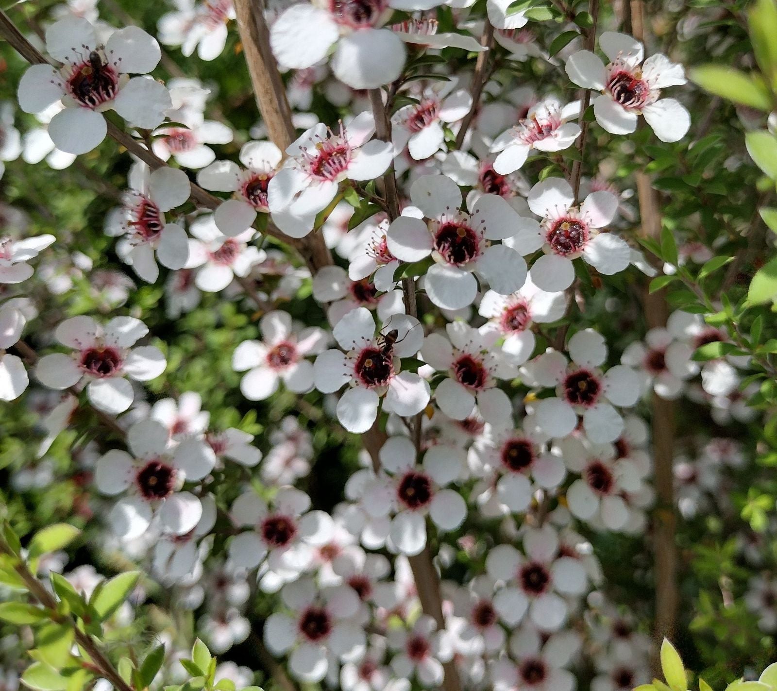Leptospermum Scoparium Blumensamen zur Aussaat robust Sorte Traditionssorte & ohne Gentechnik Samen Hausgarten