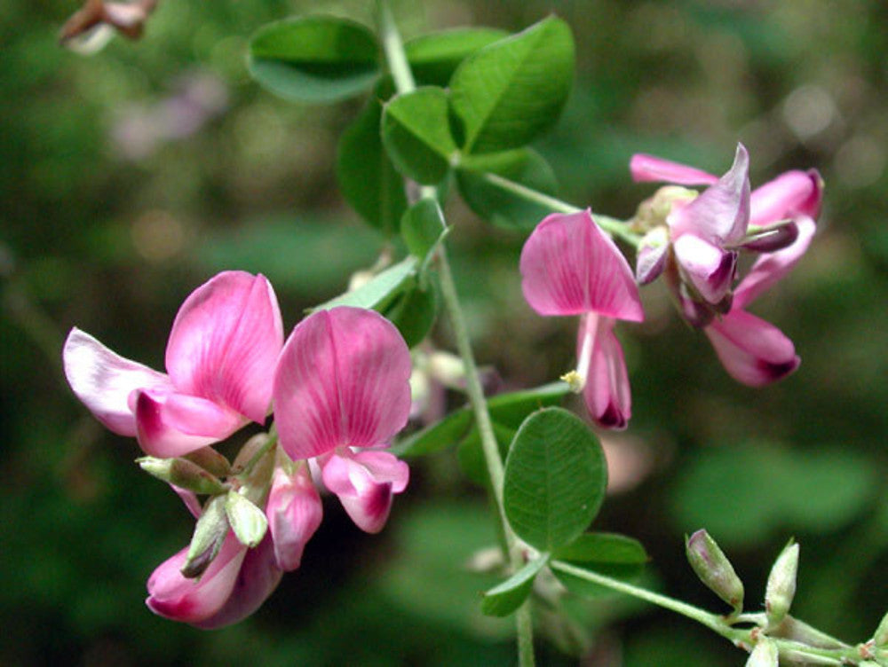 Lespedeza Bicolor Blumensamen zur Aussaat lang Blüte Saison Traditionssorte & ohne Gentechnik Samen Hausgarten