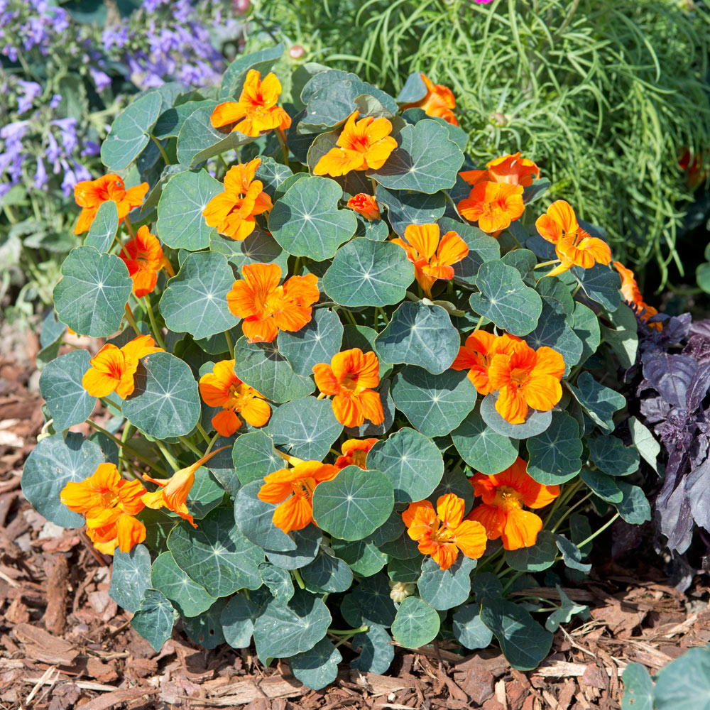 Pflanze dunkel Orange Kapuzinerkresse Blumensamen a farbenfroh Garten