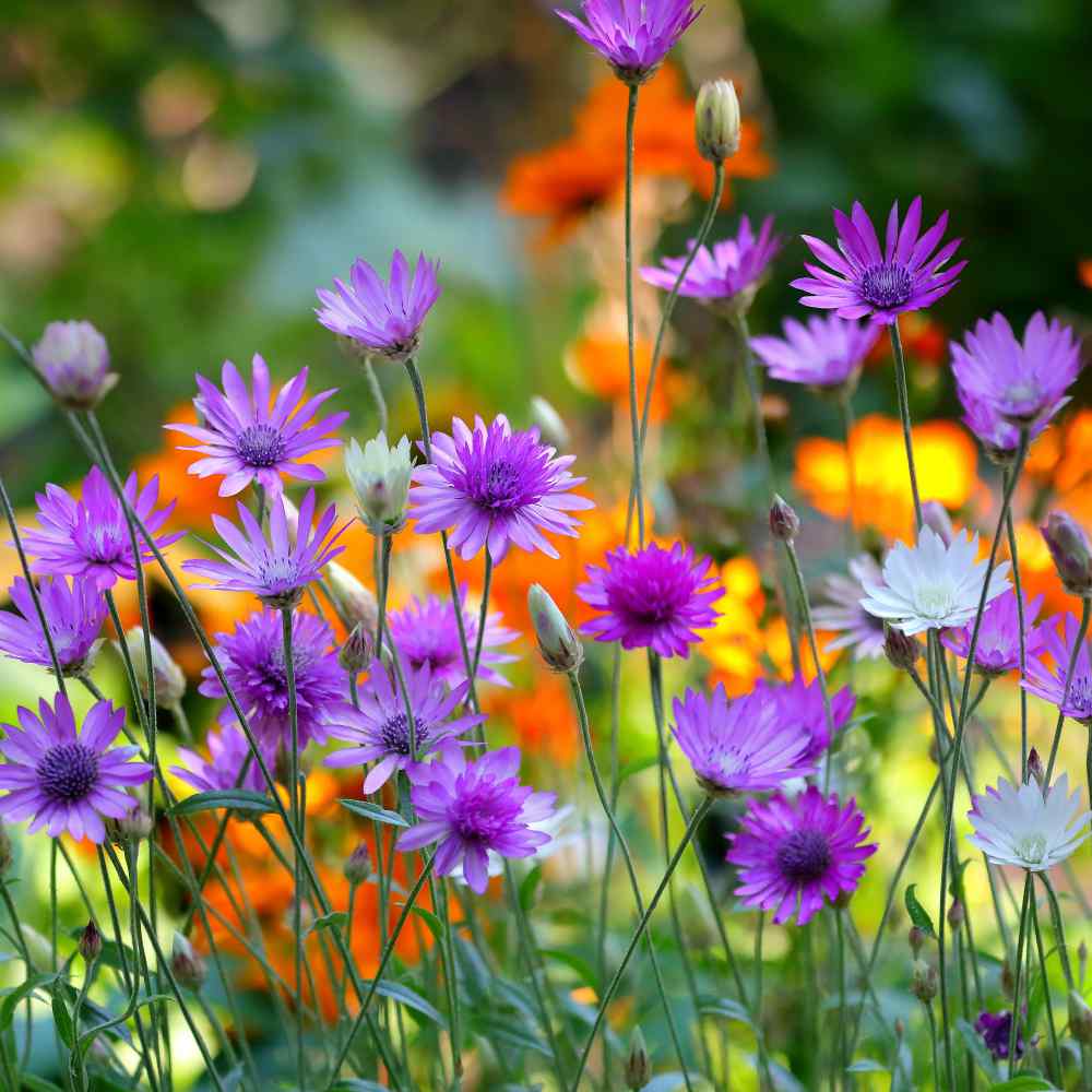 Xeranthemum Annuum Blumensamen Aussaat