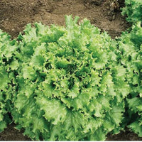 Healthy lettuce pflanzen wachsend in urban garten bed